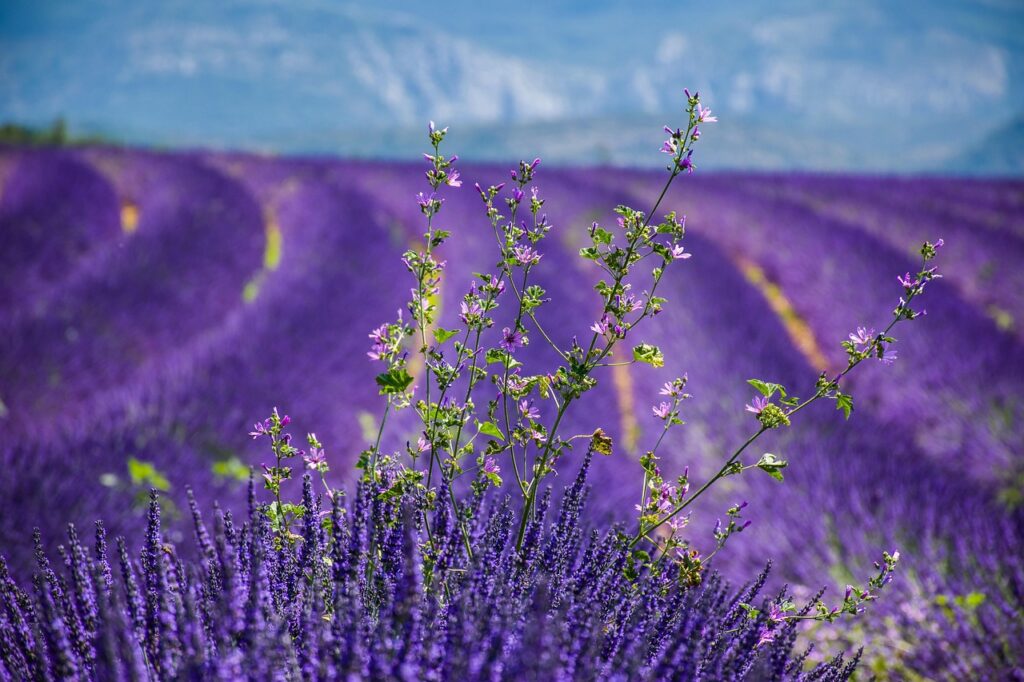 lavender, lavender field, wallpaper hd, flowers, purple, free background, moustiers-sainte-marie, laptop wallpaper, hd wallpaper, beautiful wallpaper, periwinkle, nature, free wallpaper, scenery, explore, france, flower background, provence, europe, natural, windows wallpaper, beauty, countryside, nature wallpaper, desktop backgrounds, provencal, south of france, southern france, mac wallpaper, wallpaper 4k, beautiful nature, flower wallpaper, full hd wallpaper, tourism, 4k wallpaper, wallpaper, 4k wallpaper 1920x1080, nature background, background, beautiful flowers, cool backgrounds, alpes-de-haute-provence
